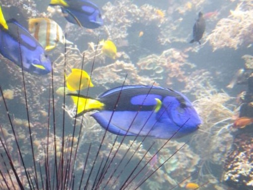 Das Leben der Rifffische im Aquarium