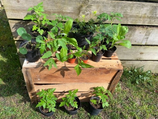 Gartenmarkt im Botanischen Garten