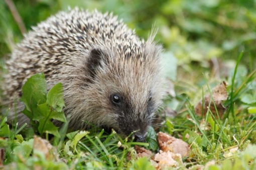 Ein Winterquartier fürs Stacheltier – wir bauen ein Igelhaus