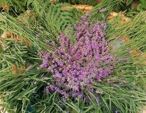 Tinkturen und Salben – Pflanzenkraft im Winter