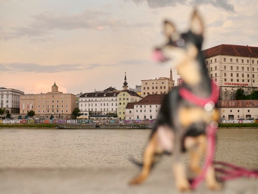 Kaktus Cartoon Award: After-Work-Shops