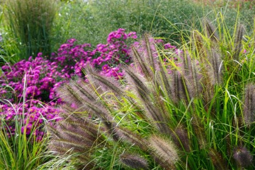 Sommer- und Herbststauden für den Garten