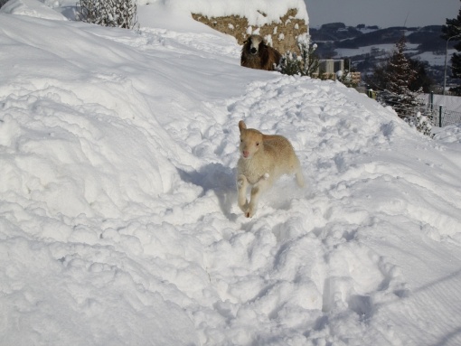 Winterabenteuer im Zoo