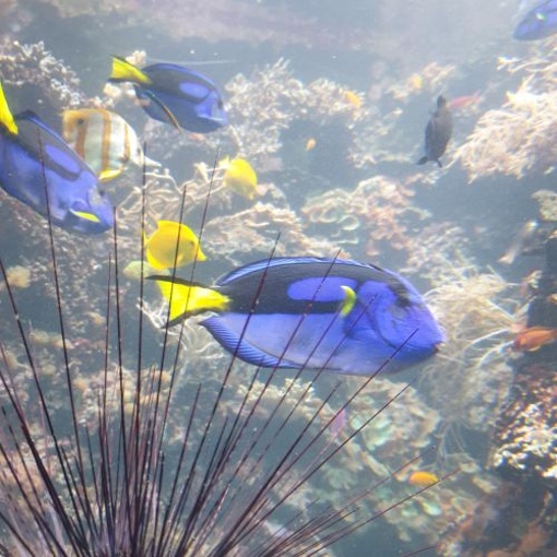 Das Leben der Rifffische im Aquarium