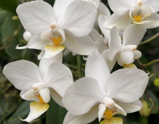 Orchideen-Verkaufsausstellung im Botanischen Garten