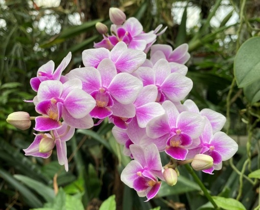 Orchideenpflege für Einsteiger*innen