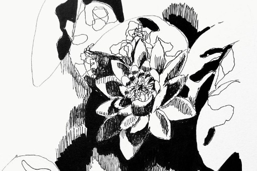 Sandra Lafenthaler: Nymphaea.  Botanische Tuschezeichnungen