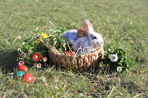OsterEI und OsterHASE