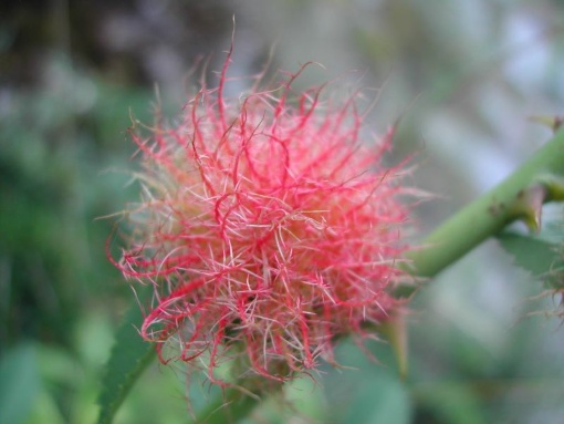 Prof. Michael Hohla: Monstrositäten & andere Merkwürdigkeiten. Verblüffende Pflanzen direkt vor der Haustüre