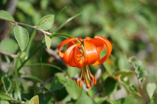 Christian Kreß: Zwischen Steppe, Wüste und Gebirge – Die Pflanzenvielfalt der Mongolei