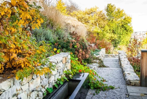 Prof.in Maria Auböck: Vom Gärtnern mit Wildpflanzen – Werkbericht